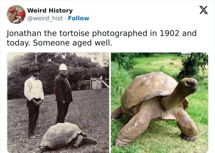 Jonathan the tortoise photographed in 1902 and today. Someone aged well.