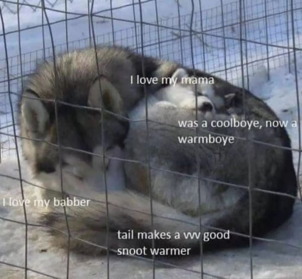 wholesome memes, heartwarming memes, uplifting memes, positive memes, positive humor, feel-good jokes, self-care memes, uplifting humor, mental health jokes, happy vibes