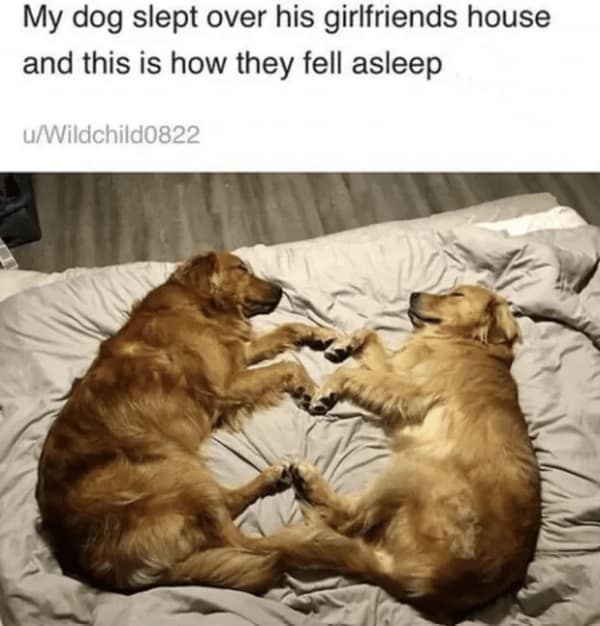 wholesome memes, heartwarming memes, uplifting memes, positive memes, positive humor, feel-good jokes, self-care memes, uplifting humor, mental health jokes, happy vibes