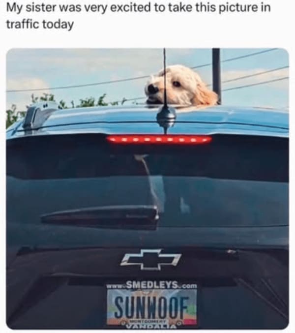 wholesome memes, heartwarming memes, uplifting memes, positive memes, positive humor, feel-good jokes, self-care memes, uplifting humor, mental health jokes, happy vibes