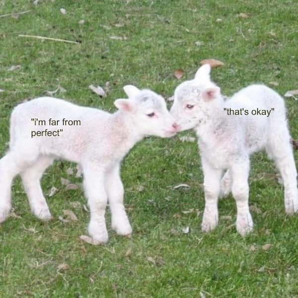 wholesome memes, heartwarming memes, uplifting memes, uplifting memes, feel-good memes, positive memes