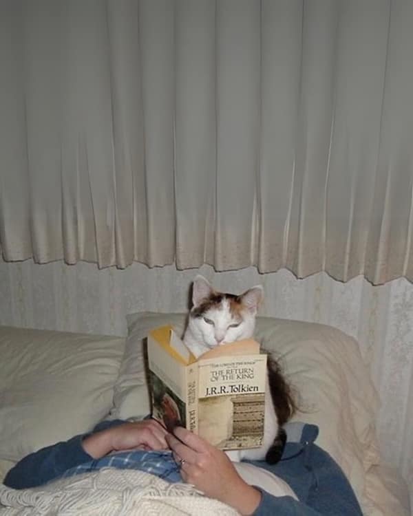 wholesome memes, heartwarming memes, uplifting memes, uplifting memes, feel-good memes, positive memes