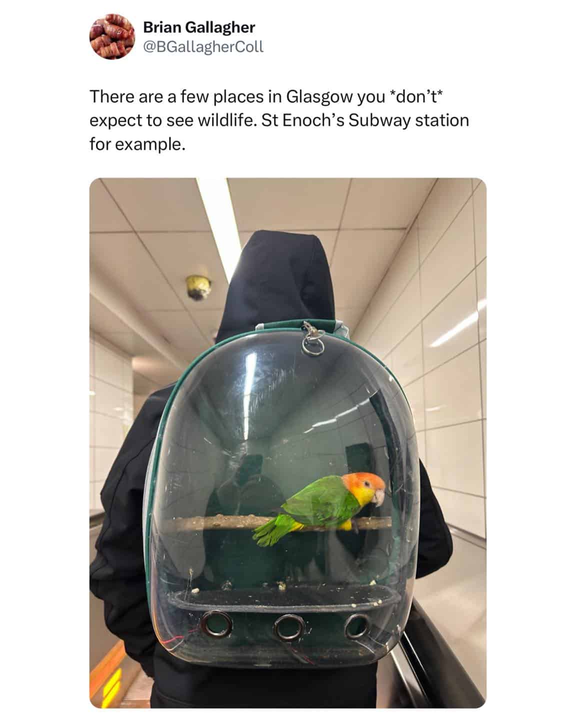 British memes, UK memes, English memes, London memes, british humor, monarchy jokes, tea-time wit, UK sarcasm, English dryness, biting comedic lines, tea jokes, subtle roasts, stiff-lip laughs