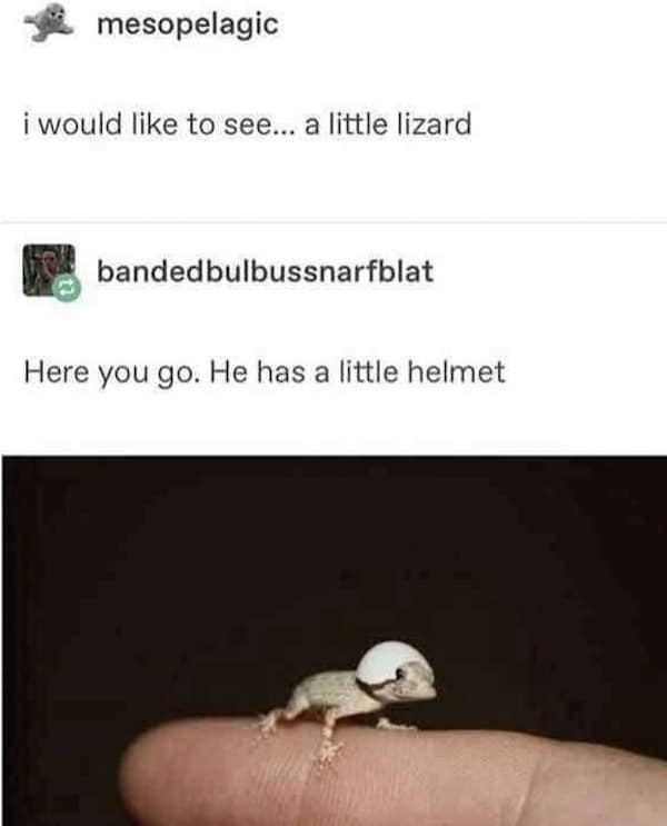 i would like to see... a little lizard