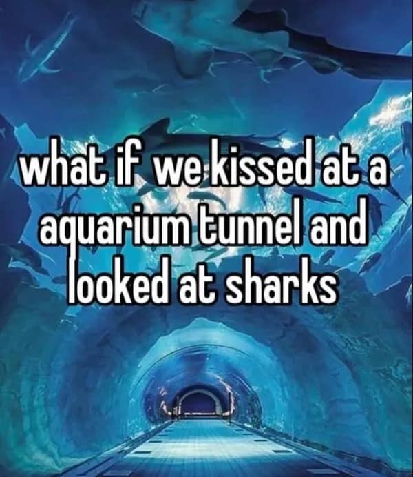 what ff wekissed at a aquarium tunnel and looked at sharks