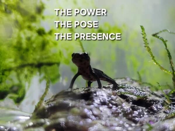 animal memes, pet memes, funny animal pictures, hilarious pet moments, animal jokes, pet humor, funny animal memes