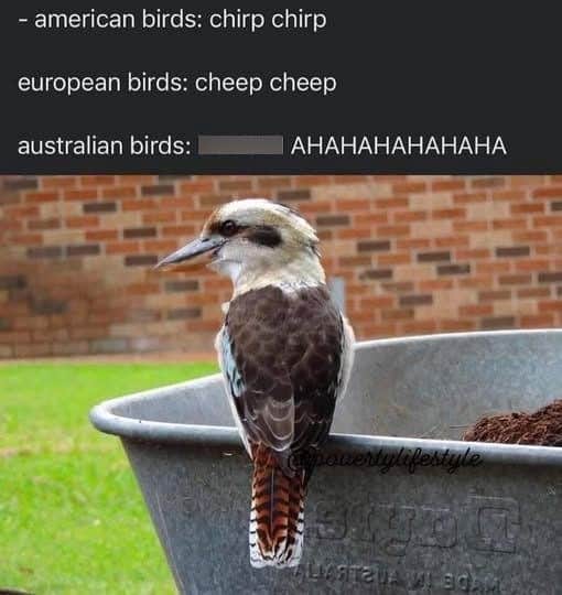 animal memes, funny animal memes, pet memes, funny animal pictures, humorous pet memes, dog memes, cat memes, cute animal memes, canine humor, feline jokes, adorable animal images