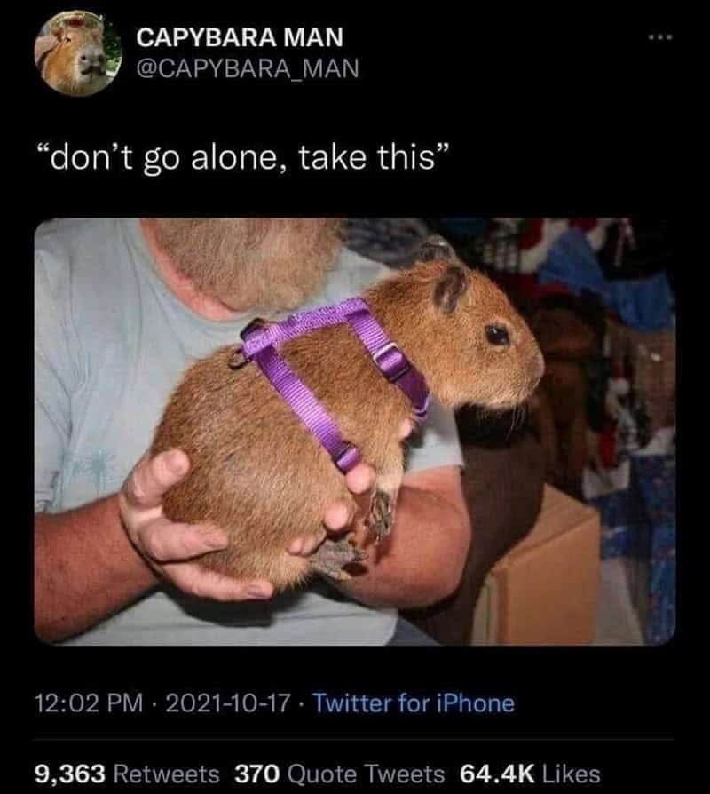 animal memes, funny animal memes, pet memes, funny animal pictures, humorous pet memes, dog memes, cat memes, cute animal memes, canine humor, feline jokes, adorable animal images