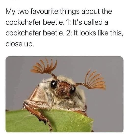 animal memes, funny animal memes, pet memes, funny animal pictures, humorous pet memes, dog memes, cat memes, cute animal memes, canine humor, feline jokes, adorable animal images