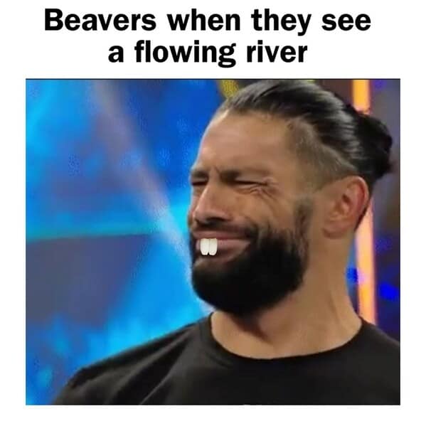 animal memes, pet memes, funny animal pictures, hilarious pet moments, animal jokes, pet humor, funny animal memes