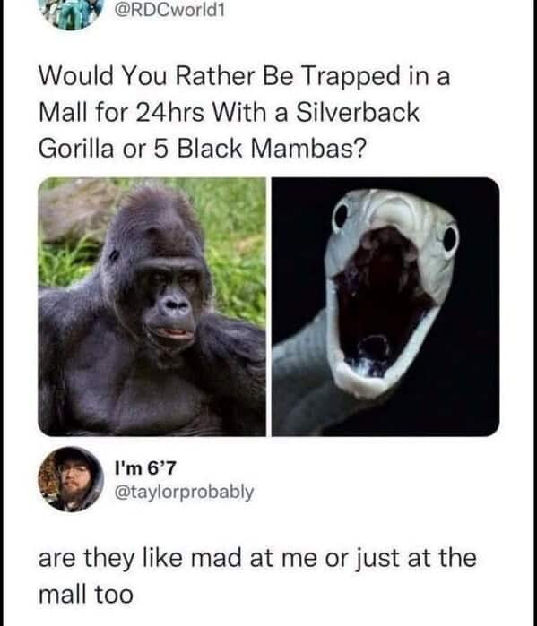 animal memes, pet memes, funny animal pictures, hilarious pet moments, animal jokes, pet humor, funny animal memes