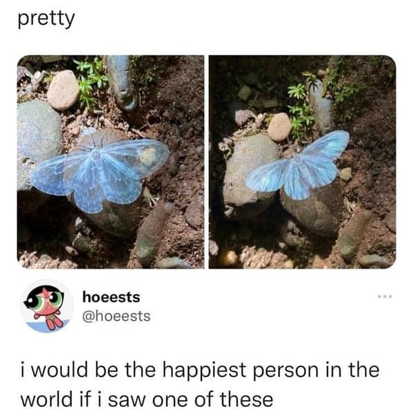 animal memes, pet memes, funny animal pictures, hilarious pet moments, animal jokes, pet humor, funny animal memes