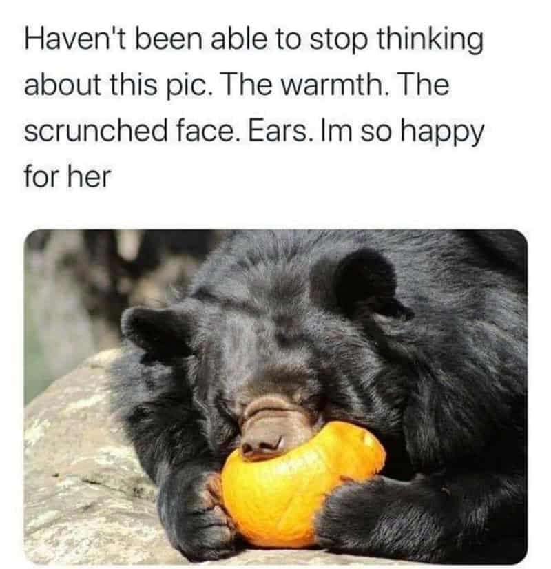 animal memes, funny animal memes, pet memes, funny animal pictures, humorous pet memes, dog memes, cat memes, cute animal memes, canine humor, feline jokes, adorable animal images