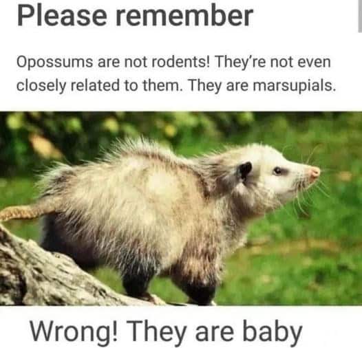 animal memes, funny animal memes, pet memes, funny animal pictures, humorous pet memes, dog memes, cat memes, cute animal memes, canine humor, feline jokes, adorable animal images