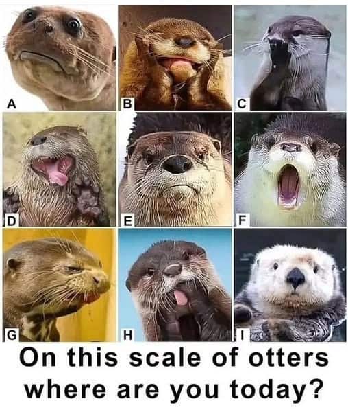 animal memes, funny animal memes, pet memes, funny animal pictures, humorous pet memes, dog memes, cat memes, cute animal memes, canine humor, feline jokes, adorable animal images