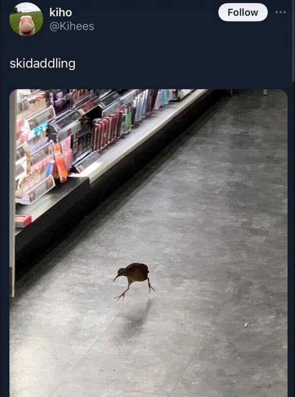 animal memes, pet memes, funny animal pictures, hilarious pet moments, animal jokes, pet humor, funny animal memes