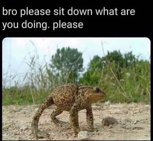 animal memes, funny animal memes, pet memes, funny animal pictures, humorous pet memes, dog memes, cat memes, cute animal memes, canine humor, feline jokes, adorable animal images