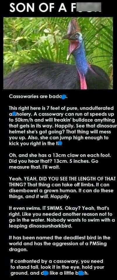 animal memes, funny animal memes, pet memes, funny animal pictures, humorous pet memes, dog memes, cat memes, cute animal memes, canine humor, feline jokes, adorable animal images