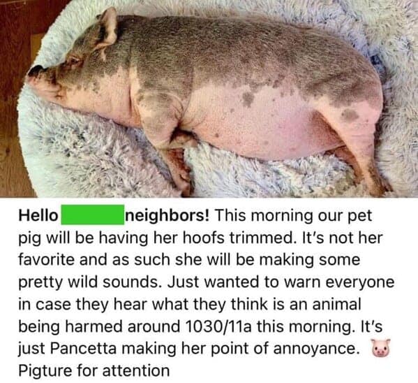 best of nextdoor, neighbor memes, neighbour memes, top Nextdoor highlights, funniest Nextdoor posts, neighborhood app humor, local laughs, community jokes, comedic Nextdoor fails, cringe-worthy local posts, embarrassing neighborhood moments