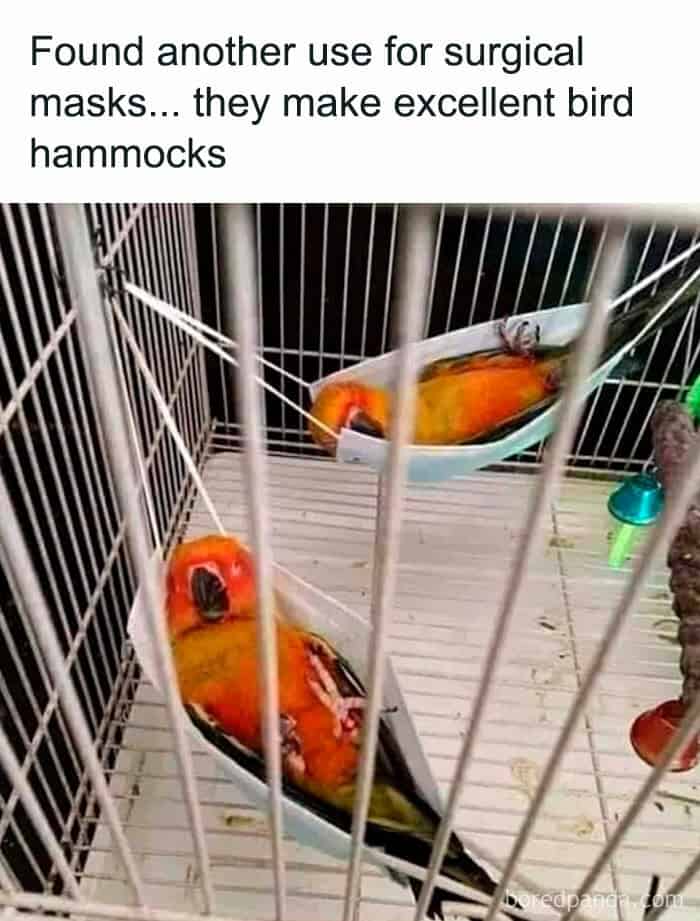 Found another use for surgical masks... they make excellent bird hammocks