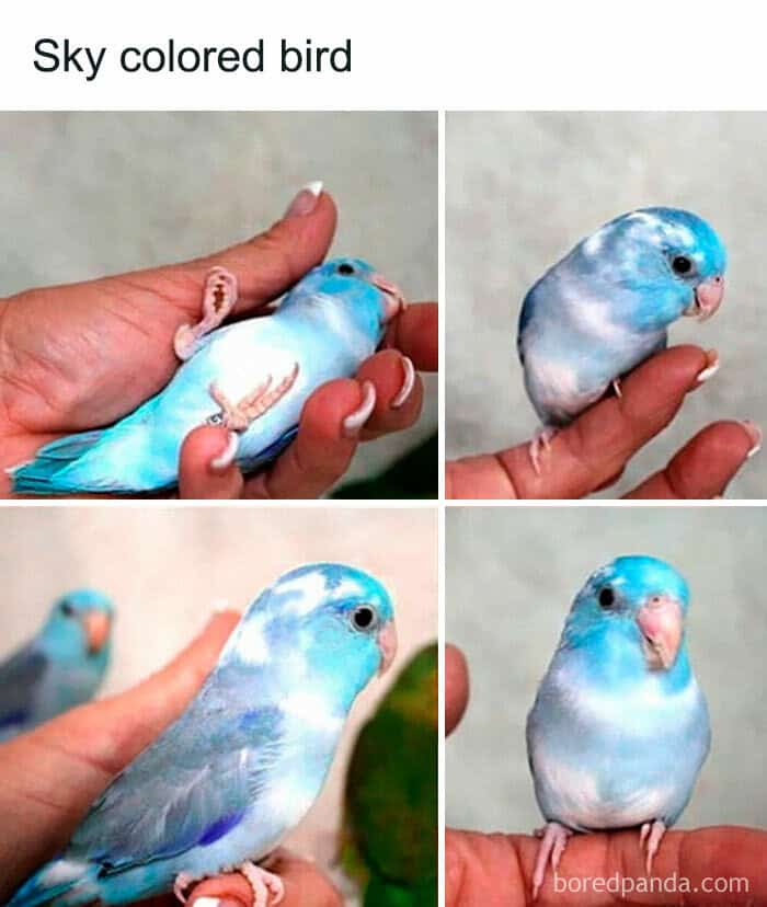 Sky colored bird