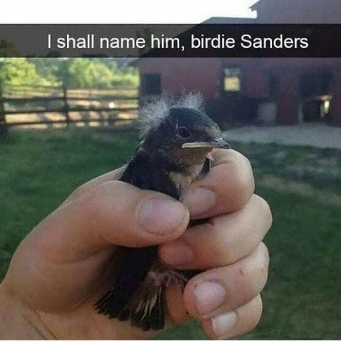 I shall name him, birdie Sanders