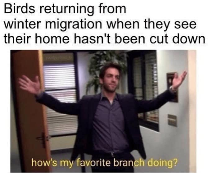 Birds returning from winter migration when they see their home hasn't been cut down
