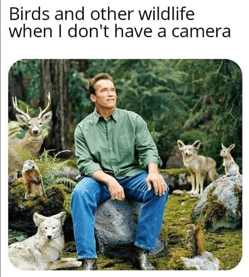 Birds and other wildlife when I don't have a camera