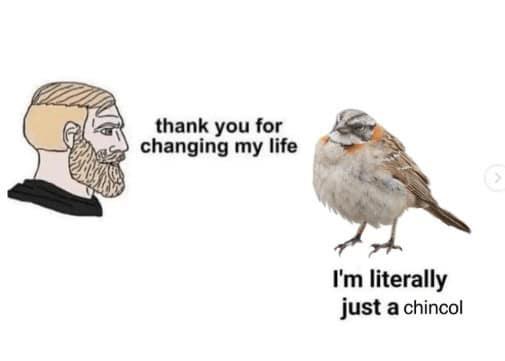 thank you for changing my life I'm literally just a chincol