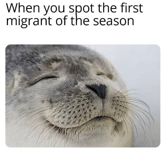 When you spot the first nigrant of the season