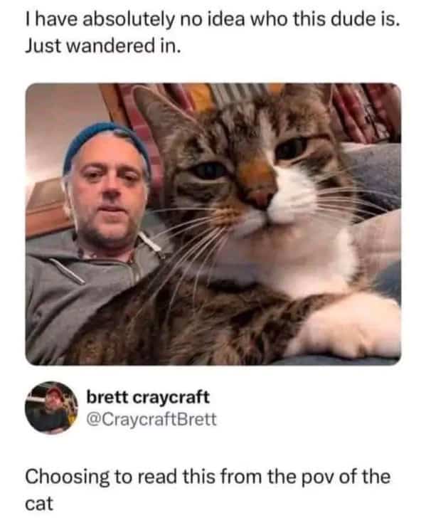 cat memes, funny cat memes, feline memes, funny cat images, humorous cat pics, funny pet memes, grumpy cat memes, hilarious animal , amusing pet memes, sarcastic feline memes, witty animal pictures