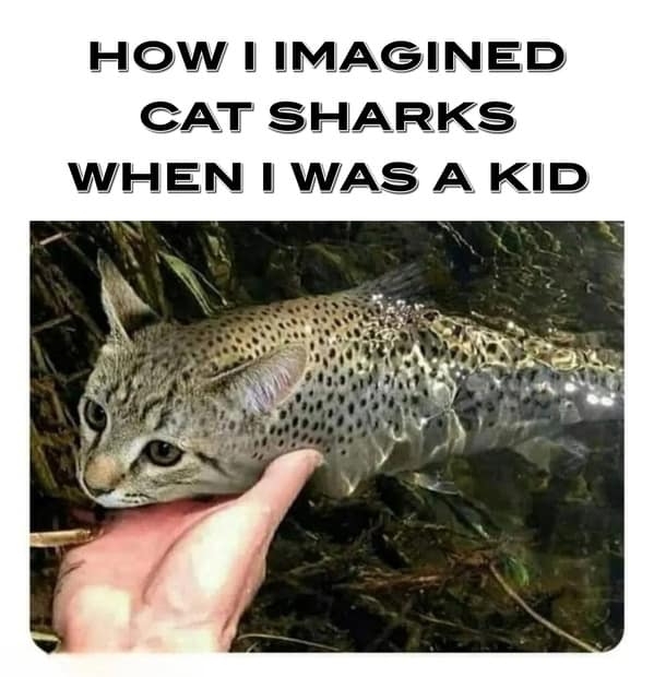 cat memes, funny cat memes, feline memes, funny cat images, humorous cat pics, funny pet memes, grumpy cat memes, hilarious animal , amusing pet memes, sarcastic feline memes, witty animal pictures