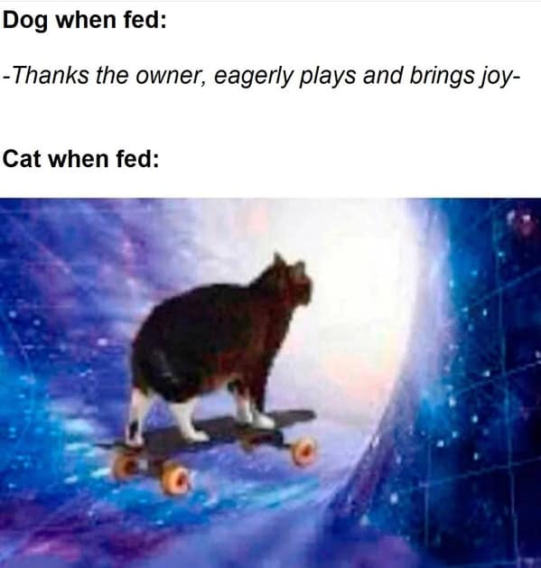 cat memes, funny cat memes, feline memes, funny cat images, humorous cat pics, funny pet memes, grumpy cat memes, hilarious animal , amusing pet memes, sarcastic feline memes, witty animal pictures