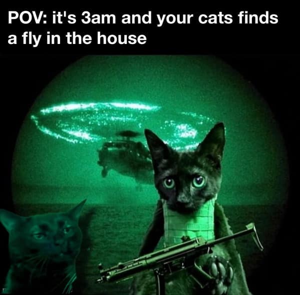 cat memes, funny cat memes, feline memes, funny cat images, humorous cat pics, funny pet memes, grumpy cat memes, hilarious animal , amusing pet memes, sarcastic feline memes, witty animal pictures