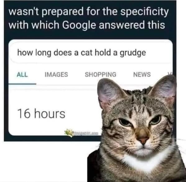 cat memes, funny cat memes, feline memes, funny cat images, humorous cat pics, funny pet memes, grumpy cat memes, hilarious animal , amusing pet memes, sarcastic feline memes, witty animal pictures