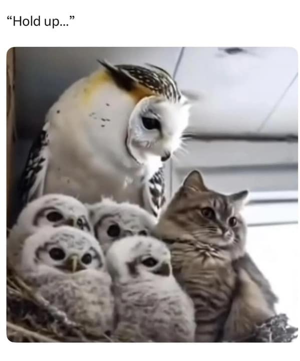 cat memes, funny cat memes, feline memes, funny cat images, humorous cat pics, funny pet memes, grumpy cat memes, hilarious animal , amusing pet memes, sarcastic feline memes, witty animal pictures