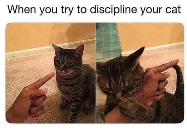 cat memes, funny cat memes, feline memes, funny cat images, humorous cat pics, funny pet memes, grumpy cat memes, hilarious animal , amusing pet memes, sarcastic feline memes, witty animal pictures