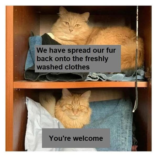 cat memes, funny cat memes, feline memes, funny cat images, humorous cat pics, funny pet memes, grumpy cat memes, hilarious animal , amusing pet memes, sarcastic feline memes, witty animal pictures