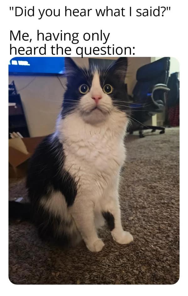 cat memes, funny cat memes, feline memes, funny cat images, humorous cat pics, funny pet memes, grumpy cat memes, hilarious animal , amusing pet memes, sarcastic feline memes, witty animal pictures