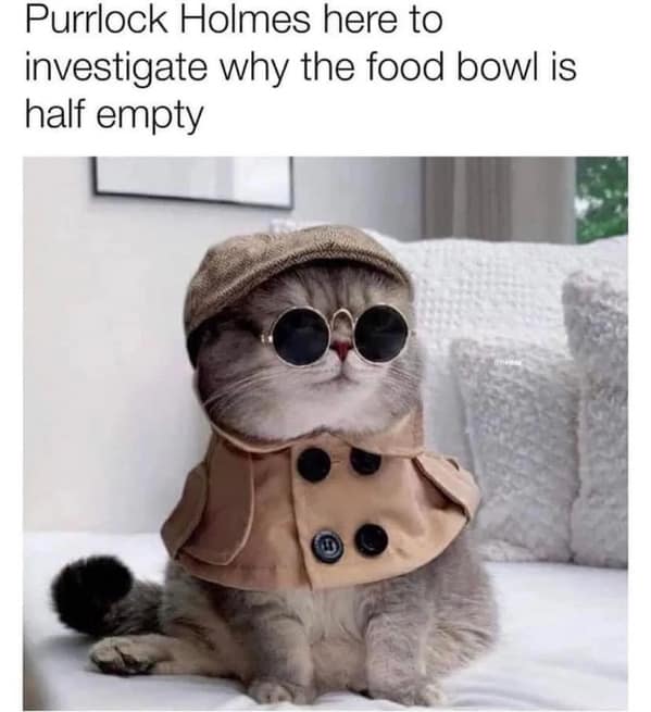 cat memes, funny cat memes, feline memes, funny cat images, humorous cat pics, funny pet memes, grumpy cat memes, hilarious animal , amusing pet memes, sarcastic feline memes, witty animal pictures