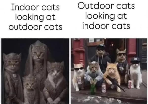 cat memes, funny cat memes, feline memes, funny cat images, humorous cat pics, funny pet memes, grumpy cat memes, hilarious animal , amusing pet memes, sarcastic feline memes, witty animal pictures