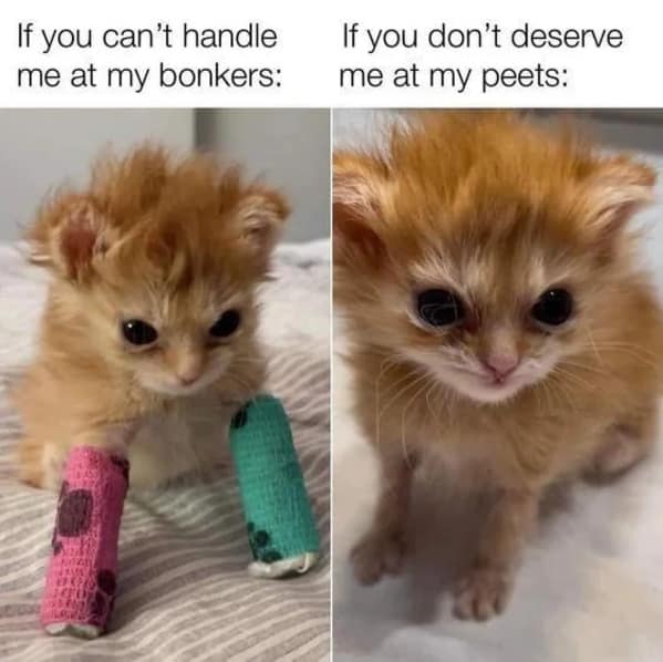 cat memes, funny cat memes, feline memes, funny cat images, humorous cat pics, funny pet memes, grumpy cat memes, hilarious animal , amusing pet memes, sarcastic feline memes, witty animal pictures