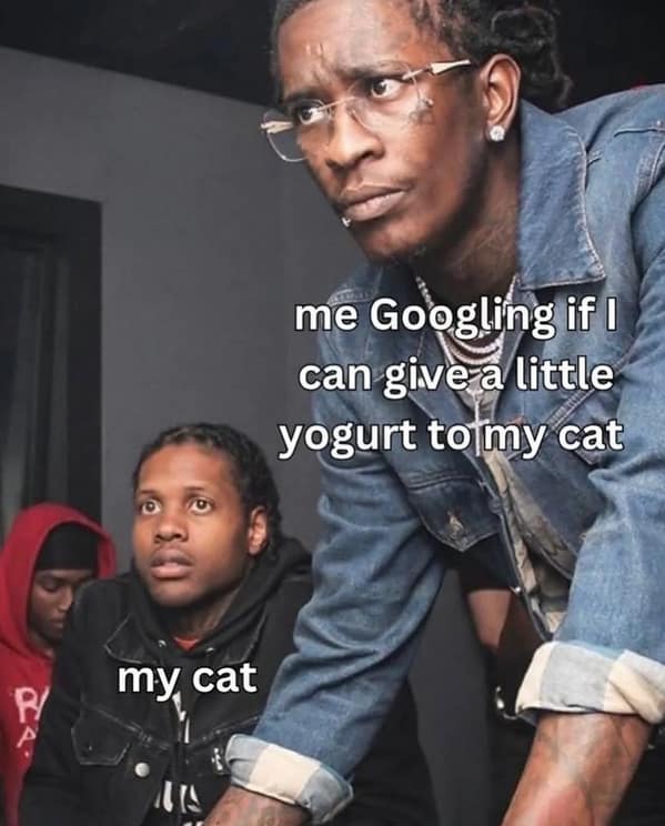 cat memes, funny cat memes, feline memes, funny cat images, humorous cat pics, funny pet memes, grumpy cat memes, hilarious animal , amusing pet memes, sarcastic feline memes, witty animal pictures