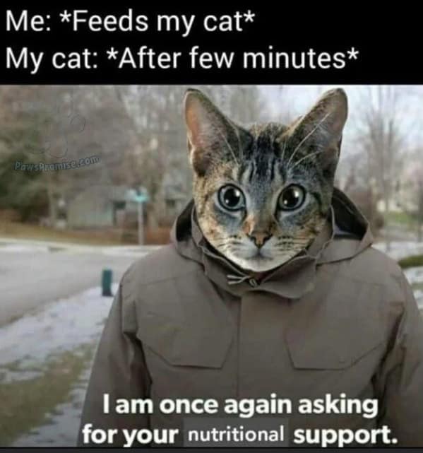 cat memes, funny cat memes, feline memes, funny cat images, humorous cat pics, funny pet memes, grumpy cat memes, hilarious animal , amusing pet memes, sarcastic feline memes, witty animal pictures