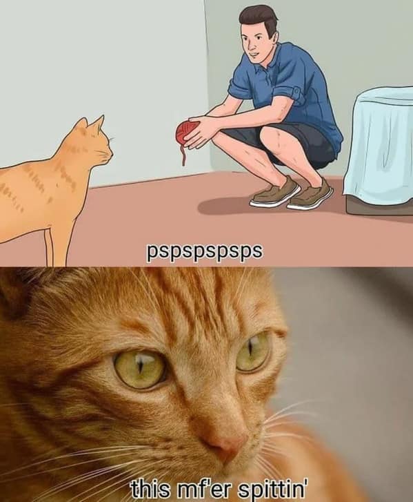 cat memes, funny cat memes, feline memes, funny cat images, humorous cat pics, funny pet memes, grumpy cat memes, hilarious animal , amusing pet memes, sarcastic feline memes, witty animal pictures