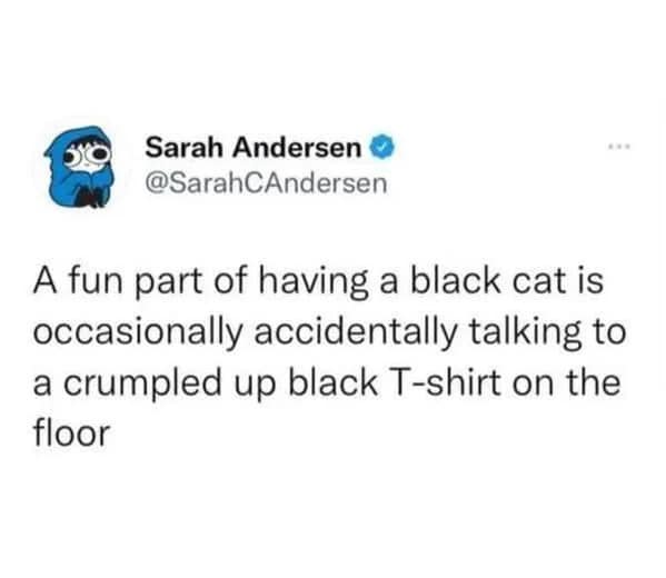 cat memes, funny cat memes, feline memes, funny cat images, humorous cat pics, funny pet memes, grumpy cat memes, hilarious animal , amusing pet memes, sarcastic feline memes, witty animal pictures