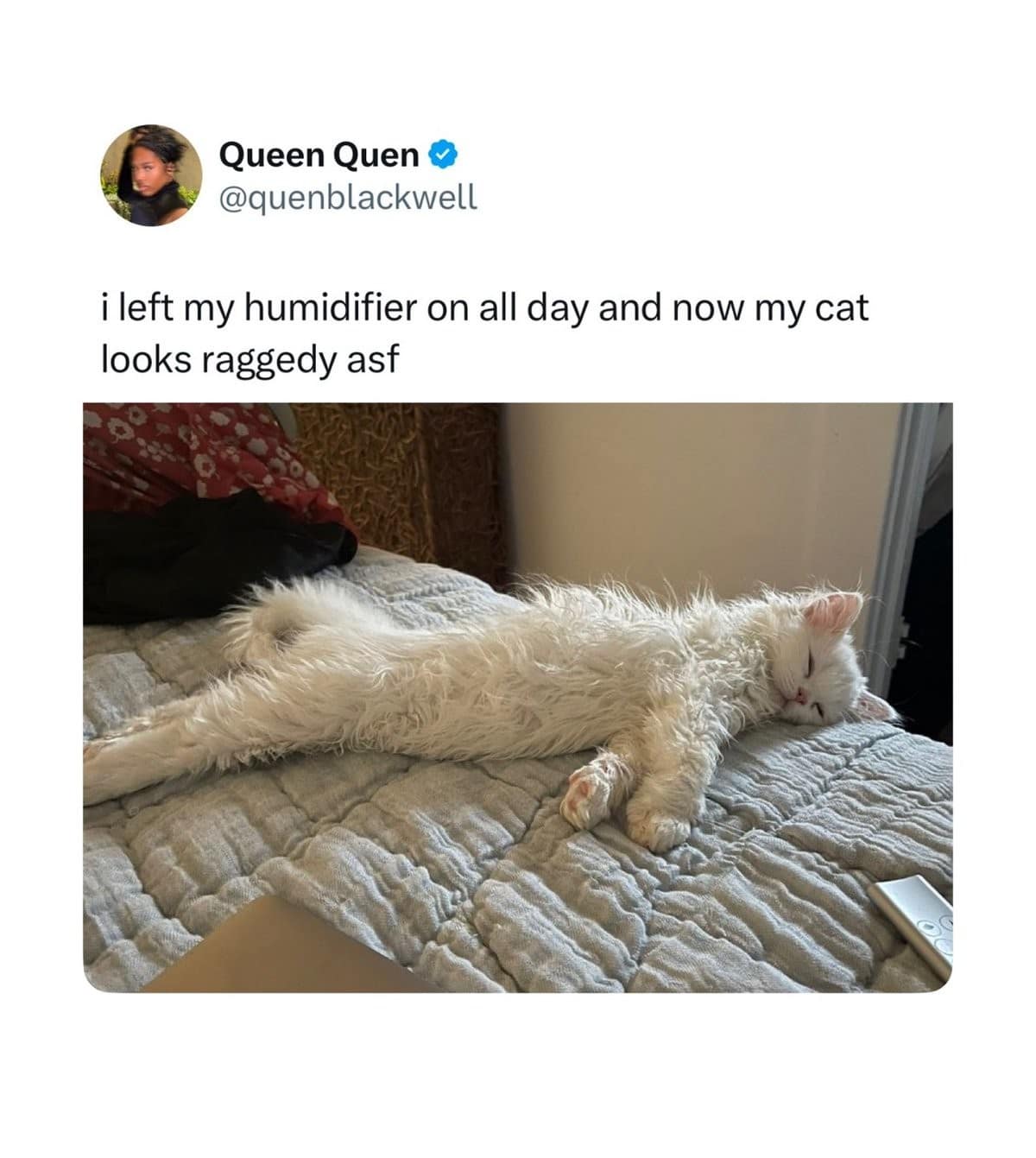 classic memes, vintage memes, viral tweets, retro internet jokes, aged meme content, widespread digital humor, far-reaching net gags, iconic shareable laughs, old memes, ancestral online laughs, ancient web jokes, archaic digital funnies timeless memes, enduring humor bits, everlasting meme icons, permanent comedic fixtures, old memes, best memes