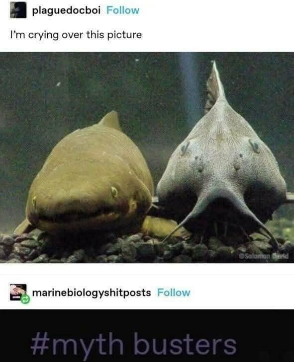 classic memes, vintage memes, viral tweets, best memes, old memes, retro memes, past memes