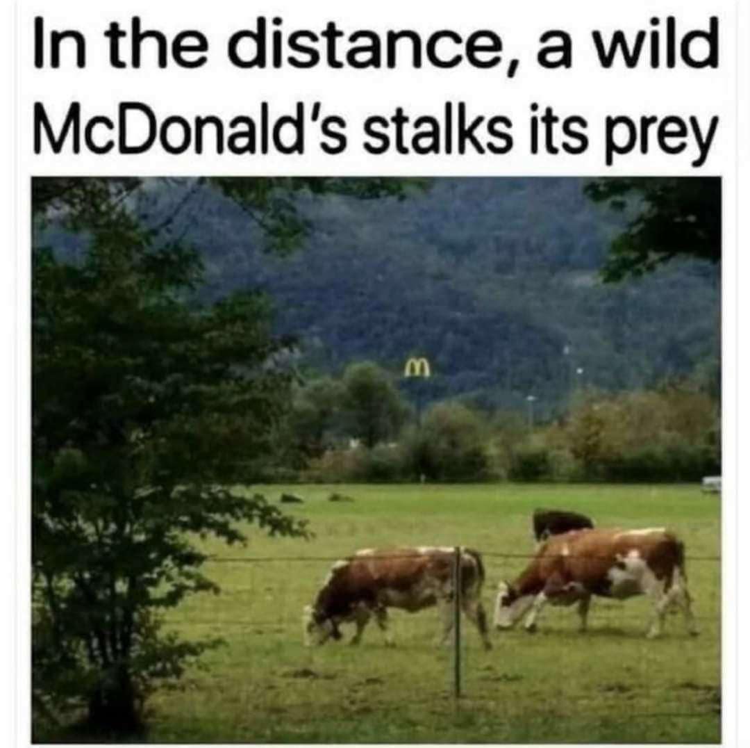 classic memes, vintage memes, viral tweets, timeless memes, older memes, internet staples, tweet nostalgia, short comedic lines, vintage viral humor, forever-laugh jokes, net relics, best memes, old memes