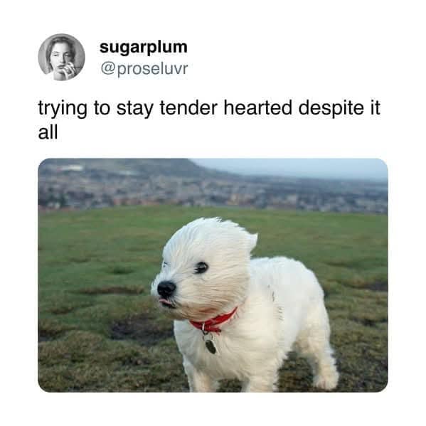 sugarplum @proseluvr trying to stay tender hearted despite it all